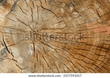 Wooden cross section showing growth rings. Wood structure, abstract background. Copy space. Dry old tree with cracks. High quality photo Royalty-Free Stock Photo #2317591017