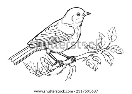 Cute Bird Coloring Pages, Kids Coloring Book, Birds Character Vector Illustration