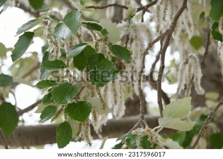 young leaves on a weeping willow in the province of Alicante, Costa Blanca, Spain