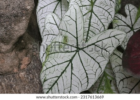Caladium (Araceae) textured leaves close up ,Which have butterfly wing shape overlap and white color surface  by have green tracery line , have big rock brown on left side of this picture .