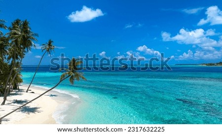 Summer palm tree as the Tropical beach with blue  sky background