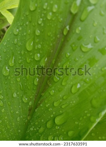 green leaves exposed to rain in the morning