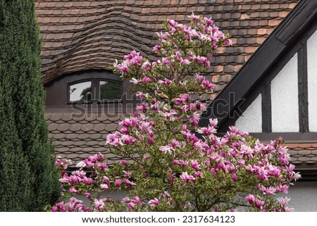 Blooming tree of pink magnolia liliflora Nigra on backyard of cottege. Roof tile background. Dark reddish-purple flowers