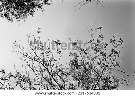 Flowers in black and white film