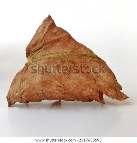 dead leaf of a vine that was 2 days ago on a white background