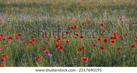 Panorama bio natural wildflower meadow red poppies, grasses and cornflowers in the back light. Selective focus on individual flowers