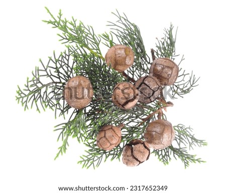 Cupressus sempervirens branch and cones on isolated white background Royalty-Free Stock Photo #2317652349