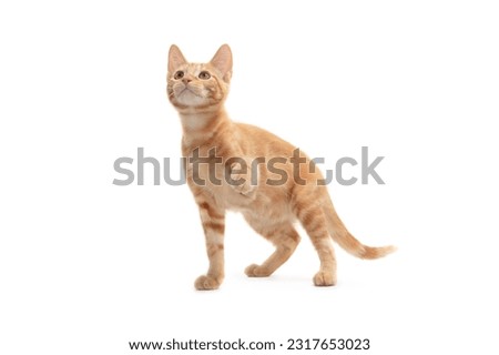 playful ginger kitten on white background