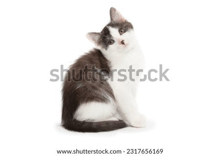 white and tabby kitten on white background Royalty-Free Stock Photo #2317656169