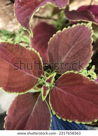 Red leaves of a garden plant.