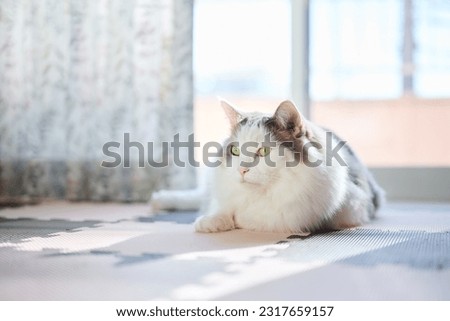 White cat sitting beside the window relaxing