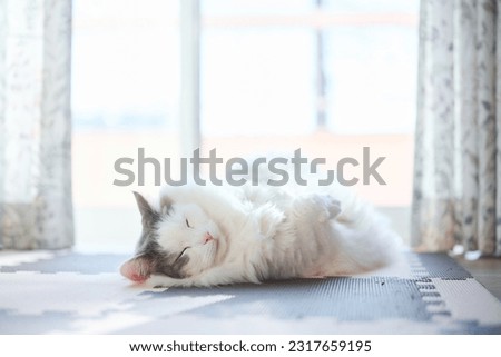 White cat rolling around the floor at home sleeping