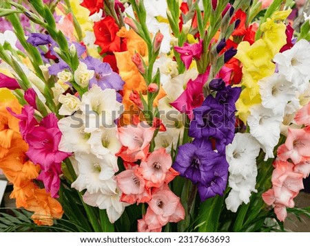 Colourful spikes of Gladioli flowers Royalty-Free Stock Photo #2317663693