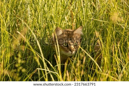 Kitties like to play in the grass and take pictures