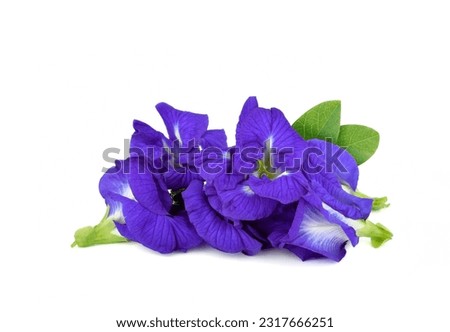 Butterfly pea flower with leave on white background