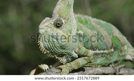 Portrait of an elderly chameleon perched on a tree branch and looks into the camera. Veiled chameleon, Yemen chameleon or Cone-head chameleon (Chamaeleo calyptratus)