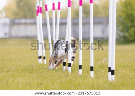 Border Collie Dog running through the weaves in the agility course horizontal