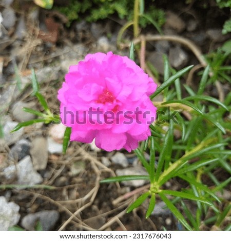 Portulaca grandiflora is a cultivar that is tolerant of drought and hot weather. This plant is commonly used as an ornamental plant, biopharmaceutical plant, or vegetable.