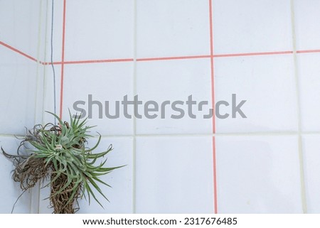 ฺBathroom tile with a plant