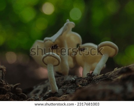 Close-up of white mushroom growing on a tree trunk. White Mushrooms on the edge of the Indonesian Aceh forest.