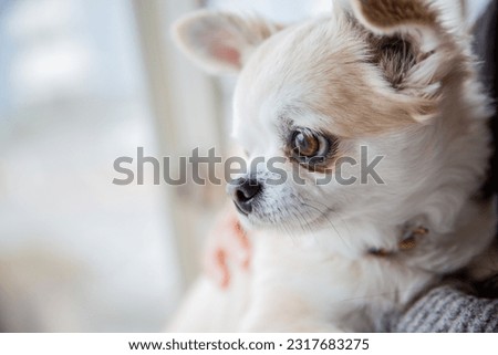 Very cute Chihuahua, taking a walk and scraping the ground