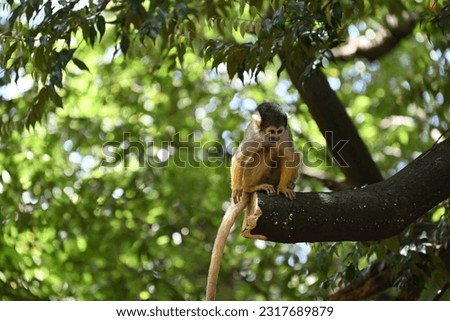 Cute squirrel monkey climbing a tree