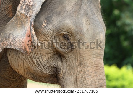 An Asian elephant at The Elephant Village which is a sanctuary for elephants in Luang Prabang, Laos. Royalty-Free Stock Photo #231769105