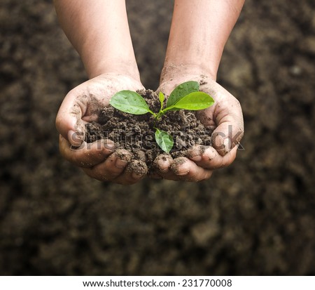 World soil day concept: Human hands holding seed tree with soil on blurred agriculture field background Royalty-Free Stock Photo #231770008
