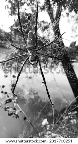 A strangely large golden silk orb-weaver with a human face printed on its body