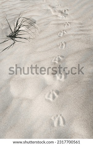 Bird tracks on the beach on the right side of the picture from top to bottom, beach grass on the top left, vertical