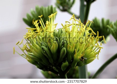 Close up image of blooming century plant aka agave americana flowers and bud with bright background Royalty-Free Stock Photo #2317707829