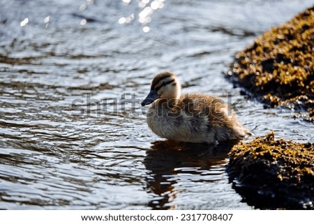 Mallard ducklings exploring the river