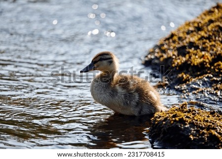 Mallard ducklings exploring the river
