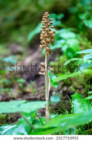 Neottia nidus-avis or bird's-nest orchid in Swiss Alps Royalty-Free Stock Photo #2317710955