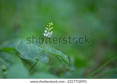 Maianthemum bifolium - false lily of the valley or May lily - is a common rhizomatous flowering plant of the family Asparagaceae Royalty-Free Stock Photo #2317710991