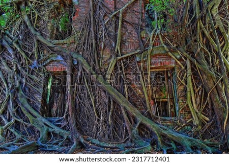 Abandoned old ,shabby house is overgrown by banyan trees like a haunted house..Chiayi,Taiwan.for branding,calender,postcard,screensave,wallpaper,poster,banner,cover,website.High quality photography