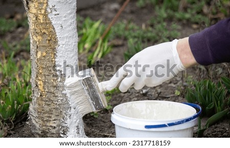 a male farmer covers a tree trunk with protective white paint against pests. Selective focus Royalty-Free Stock Photo #2317718159