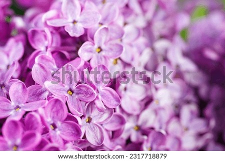 Beautiful lilac flowers bunch background. Selective focus