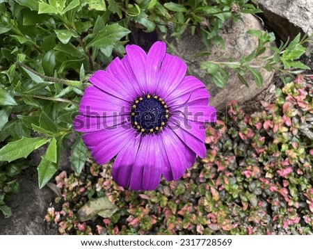 beautiful  purple flower jpeg image