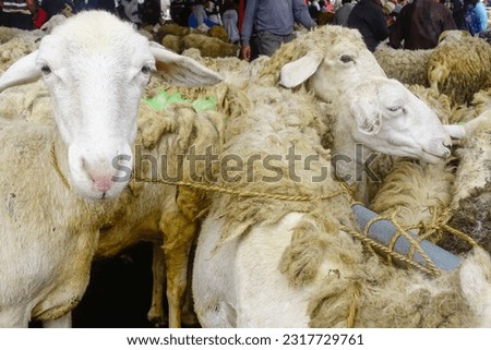 Picture of goat and sheep from the domestic cattle market in Magelang, Central Java, Indonesia.