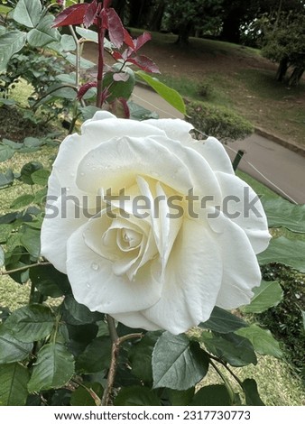 beautiful white rose flower jpeg image