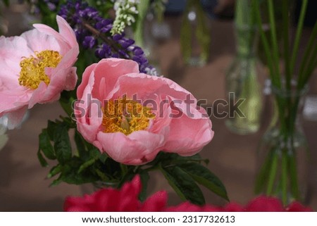 Paeonia, peony Salmon Dream blooms in the garden in summer Royalty-Free Stock Photo #2317732613