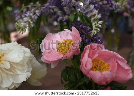 Paeonia, peony Salmon Dream blooms in the garden in summer Royalty-Free Stock Photo #2317732615