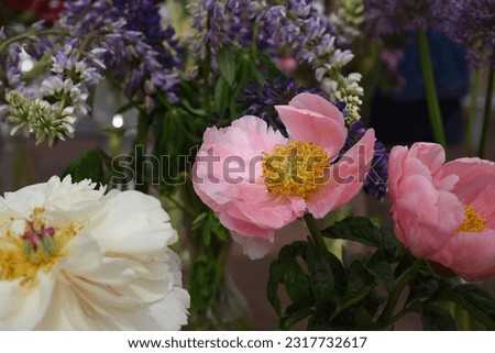 Paeonia, peony Salmon Dream blooms in the garden in summer Royalty-Free Stock Photo #2317732617