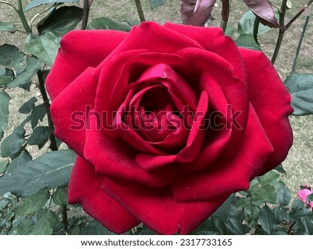 beautiful  Red rose jpeg image