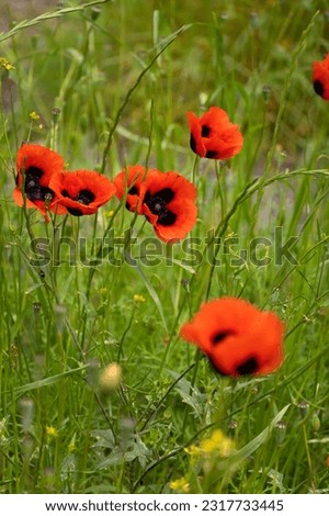 Close-up of beautiful poppy flowers. Bright poppy field in the wild. Floral background, wallpaper of field poppies. Vertical photo