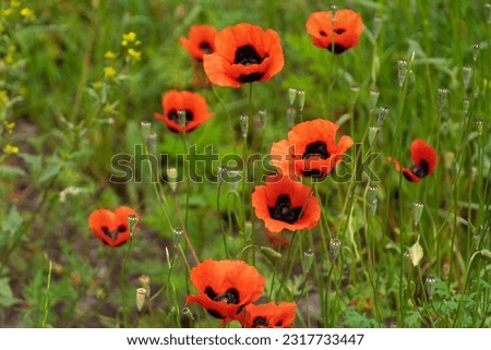 Close-up of beautiful poppy flowers. Bright poppy field in the wild. Floral background, wallpaper of field poppies
