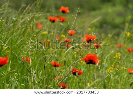Close-up of beautiful poppy flowers on the field. Bright poppy field in the wild. Floral background, wallpaper of field poppies