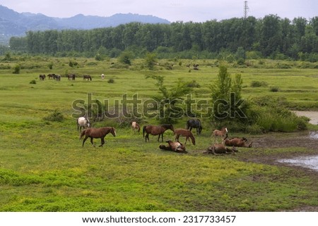 Many beautiful horses graze on a green field. Horses are rolling on the grass. Herd of horses