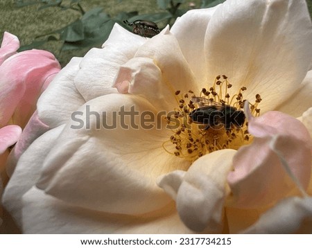 beautiful white rose Flower jpeg